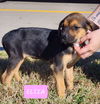 Eliza (adoption pending)