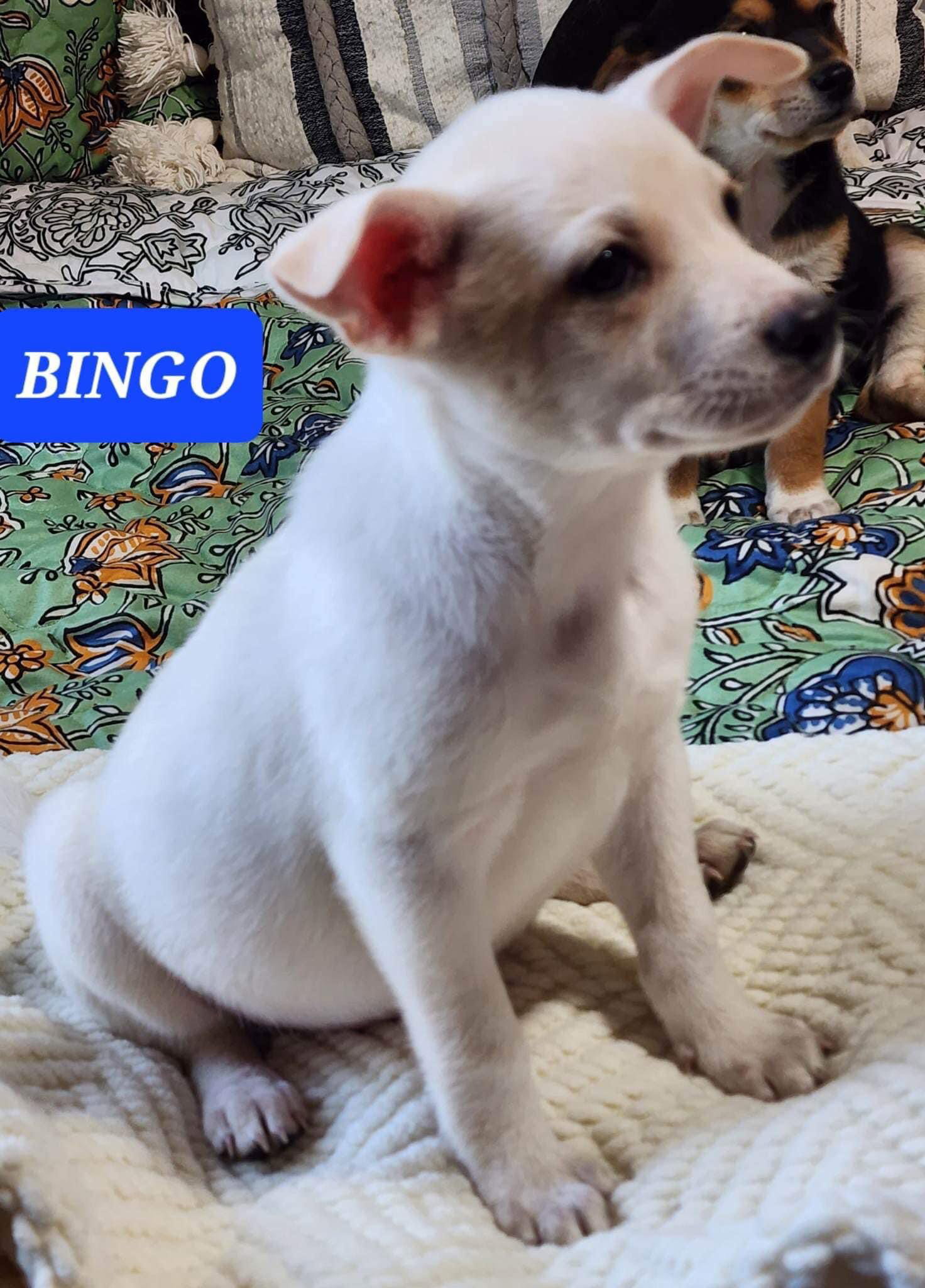 Dog for Adoption Bingo, a Beagle in Hot Springs National Park, AR