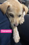 Canasta