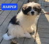 HARPER