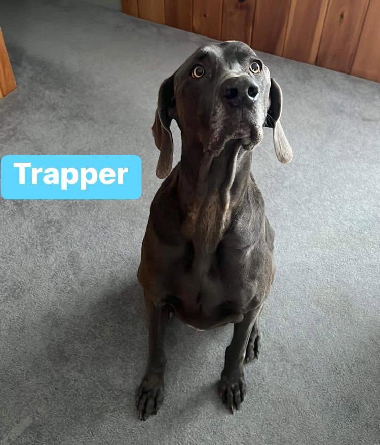 Dog for Adoption Trapper, a Weimaraner in Little Rock, AR Alpha Paw
