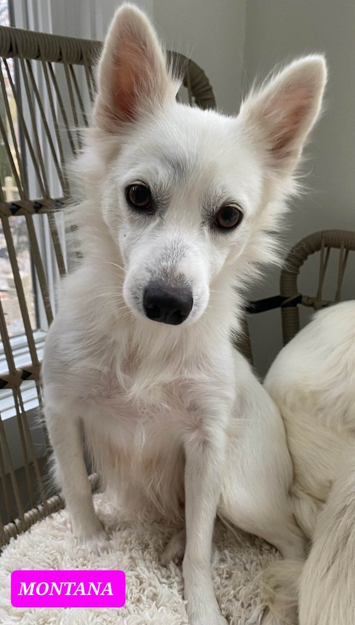 Dog for Adoption Montana, a American Eskimo Dog in Benton, AR Alpha Paw