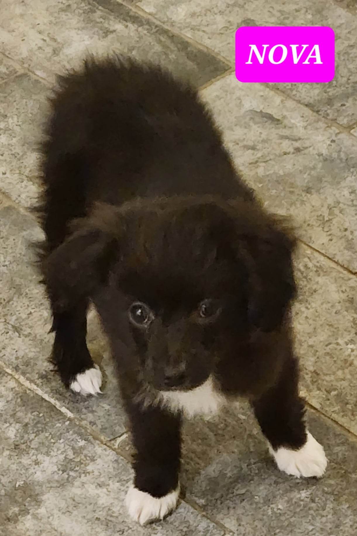 Dog for Adoption Nova, a Australian Shepherd in Little Rock, AR