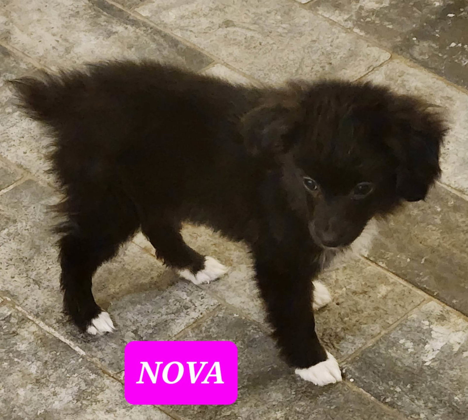 Dog for Adoption Nova, a Australian Shepherd in Little Rock, AR