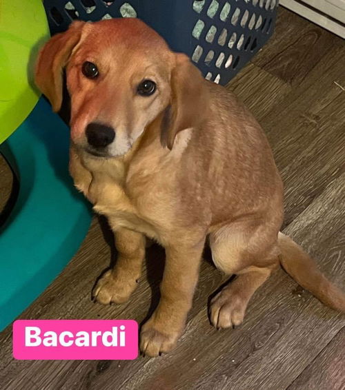 Bacardi (adoption pending)