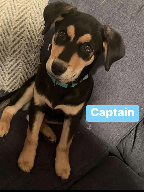 Captain