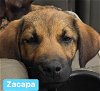 Zacapa (adoption pending)