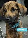 Zacapa (adoption pending)