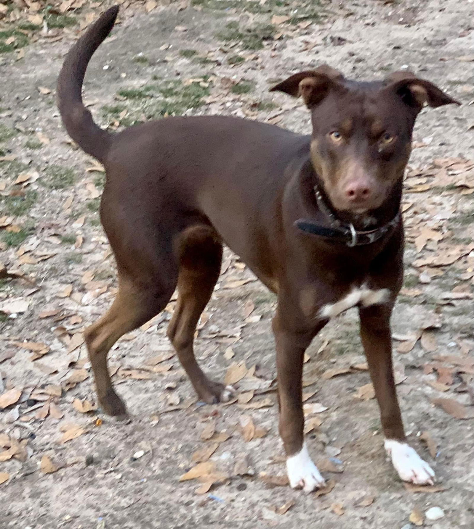 Dog for Adoption - Lil Feet, a Labrador Retriever in Little Rock, AR ...