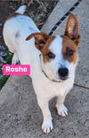 Roshe **Adoption pending