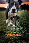 Mookie