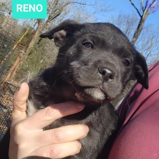 Dog for Adoption Reno, a Labrador Retriever in Little Rock Air Force Base, AR Alpha Paw