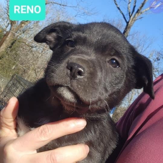 Dog for Adoption Reno, a Labrador Retriever in Little Rock Air Force Base, AR Alpha Paw