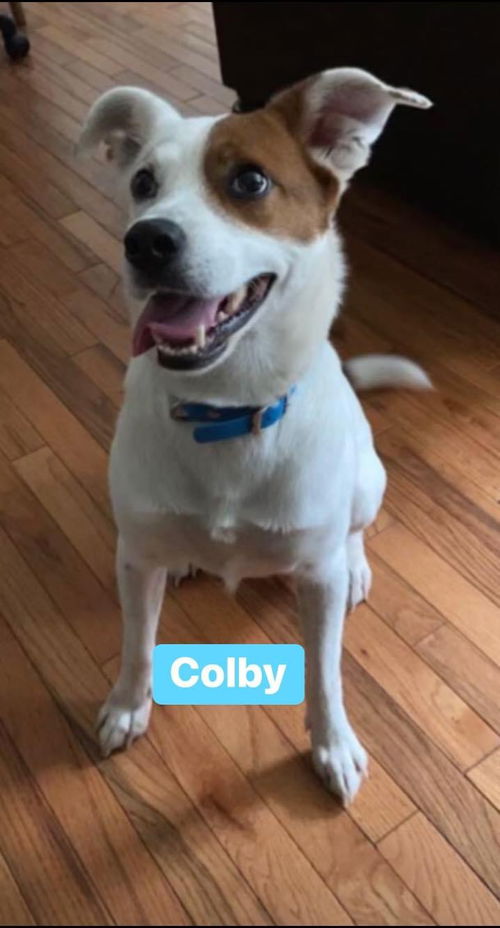 Colby