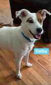 Colby