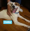 Colby