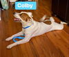 Colby