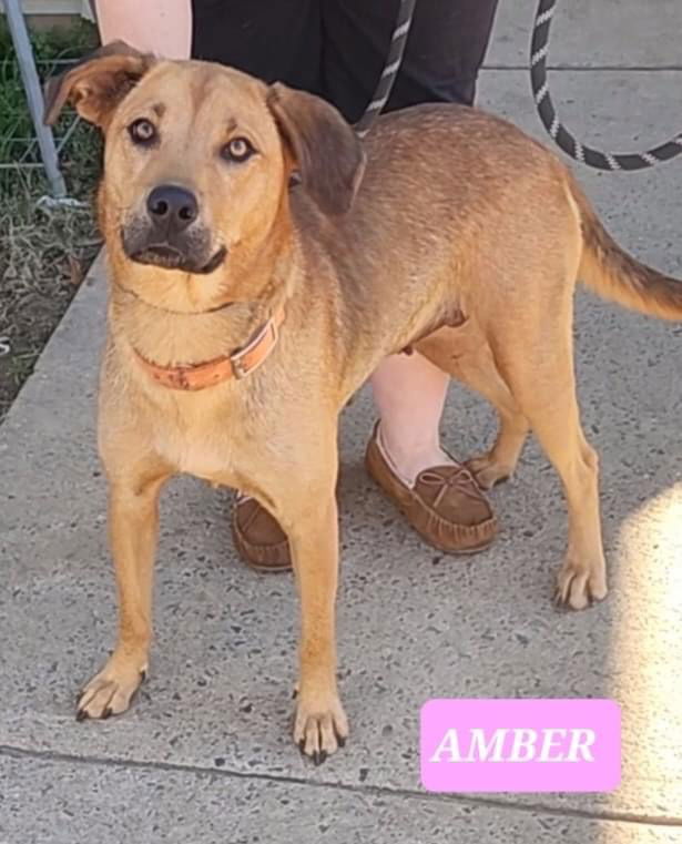 Dog for Adoption - Amber, a Labrador Retriever in Hot Springs, AR