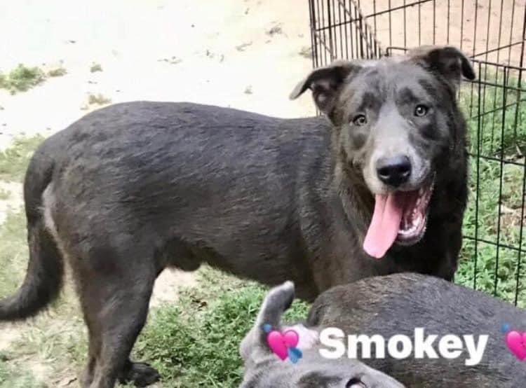 adoptable Dog in Alexander, AR named Smokey