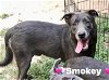 adoptable Dog in , AR named Smokey