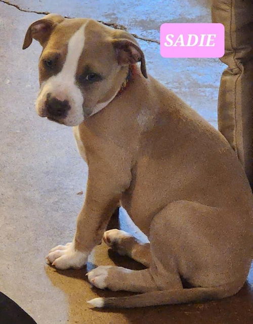 Sadie