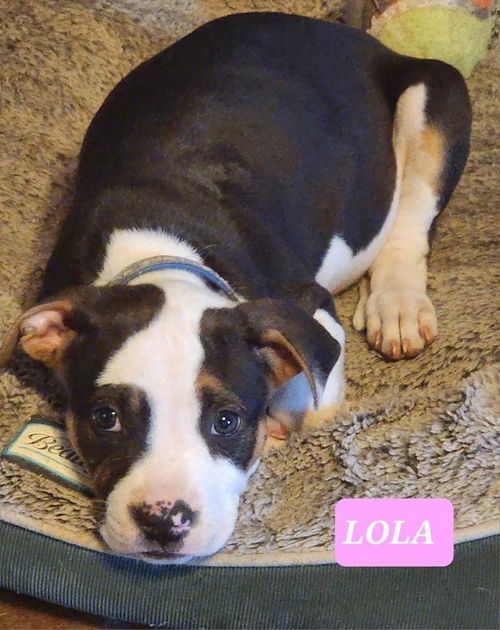 Lola *adoption pending