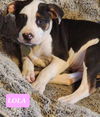 Lola *adoption pending