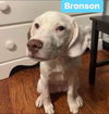 Bronson