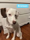 Bronson