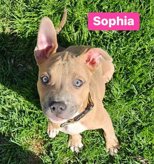 Sophia **Adoption Pending