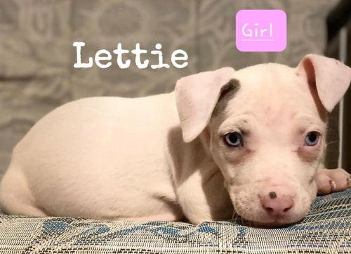 Lettie