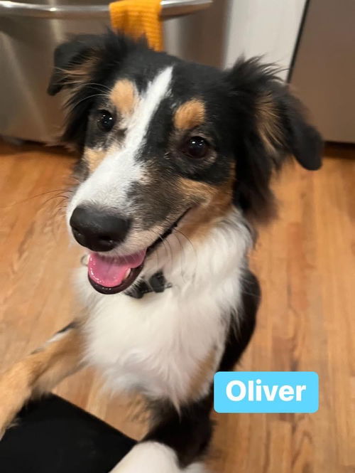 Oliver