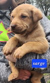 Sarge