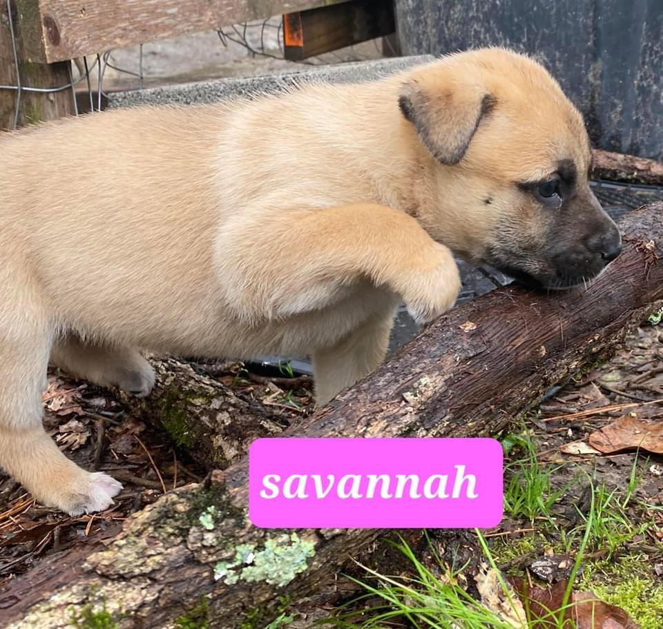 Dog for Adoption Savannah, a German Shepherd Dog in Pulaski County