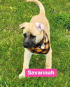 Savannah