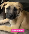 Savannah