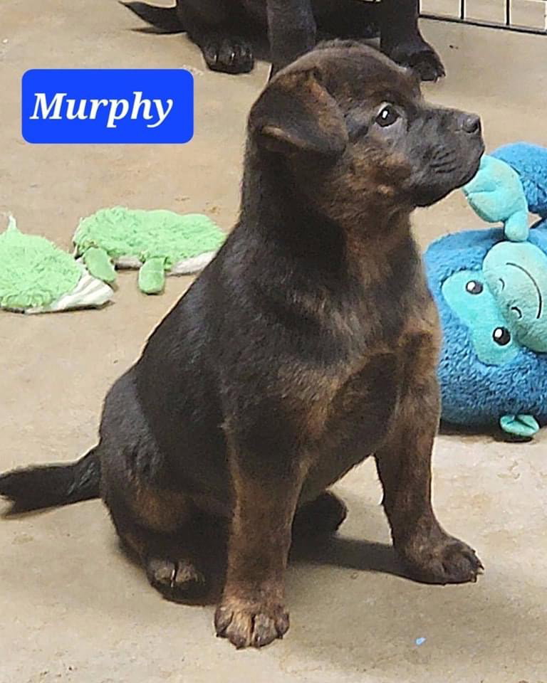 Dog for Adoption - Murphy, a Labrador Retriever in Malvern, AR | Alpha Paw