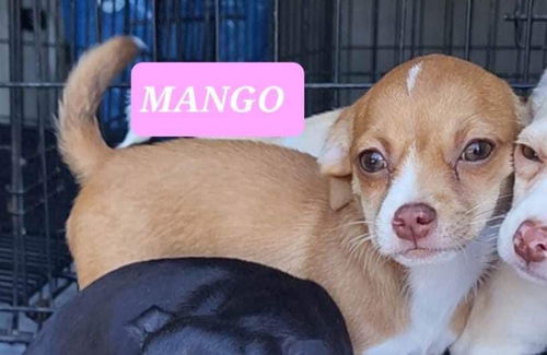 Mango