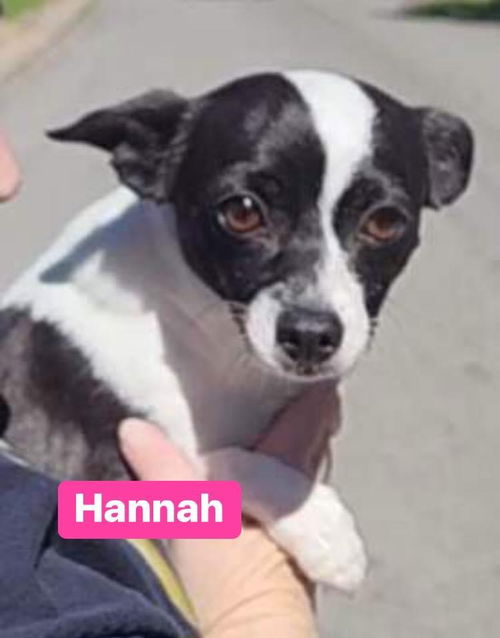 Hannah *adoption pending