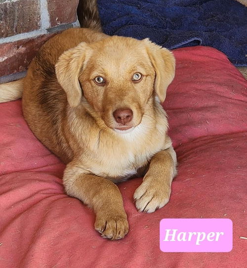 Harper