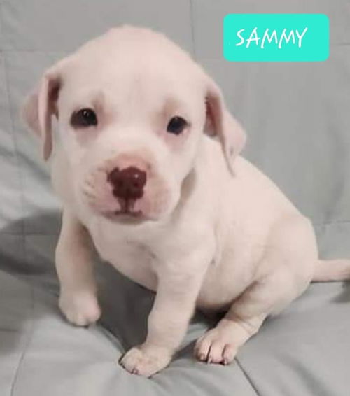 Sammy