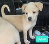 Frank  *Adoption Pending