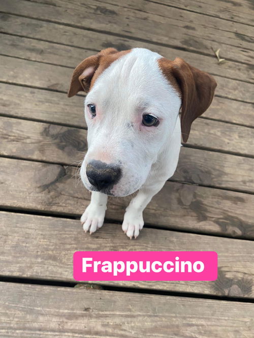 Frappuccino (adoption pending)