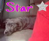 Star *adoption pending