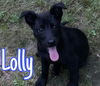 Lolly