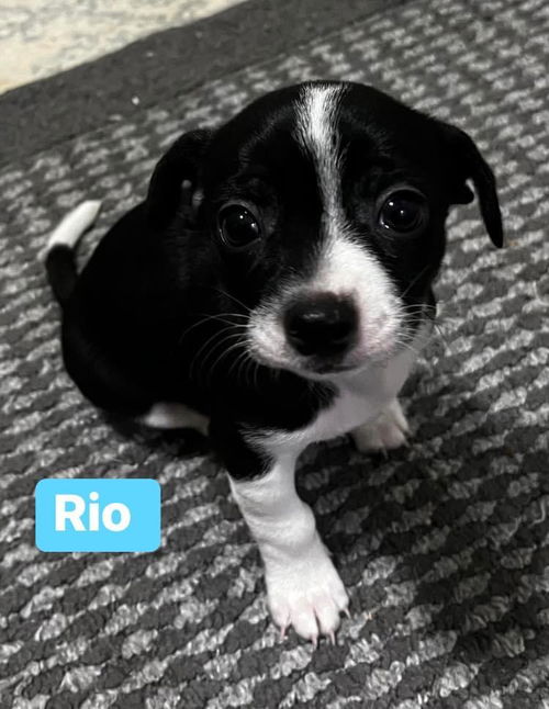 Rio