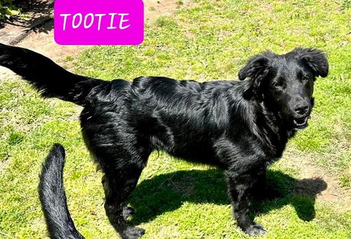 Tootie