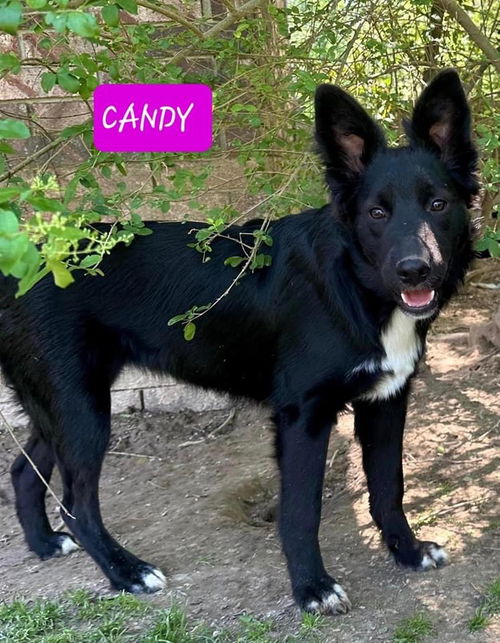 Candy *adoption pending