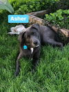 Asher