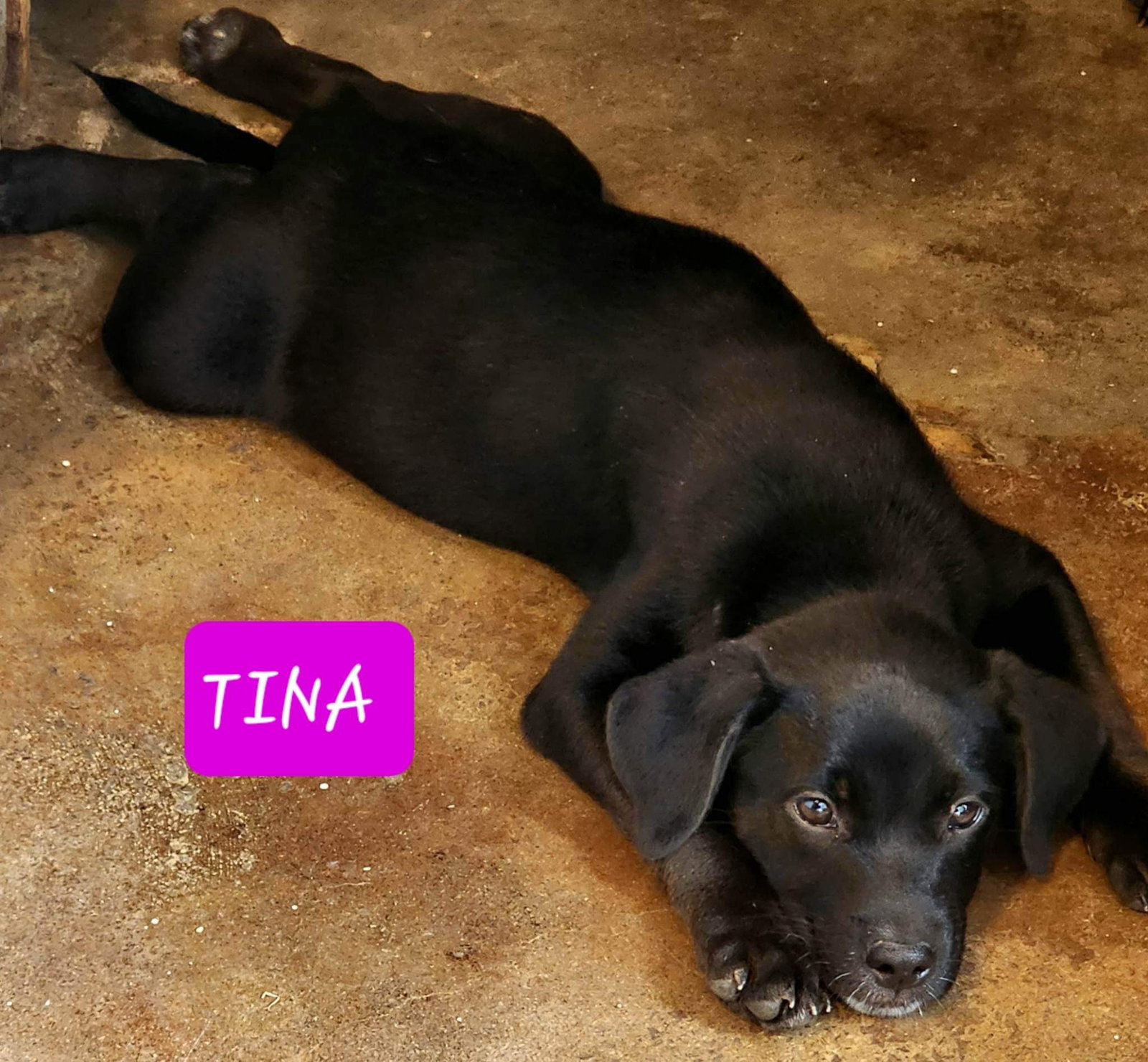 Dog for Adoption Tina, a Labrador Retriever in Little Rock Air Force Base, AR Alpha Paw
